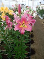 [3507 PO25 Empoli No01.JPG]